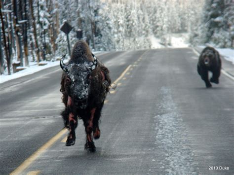 Bison, scalded by hot spring, running away from a grizzly bear. : r ...