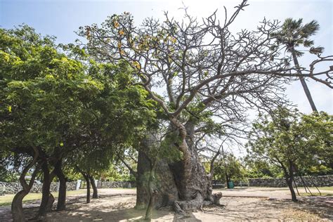 Delft Island | Delft Island History Excursion | Thambu Illam