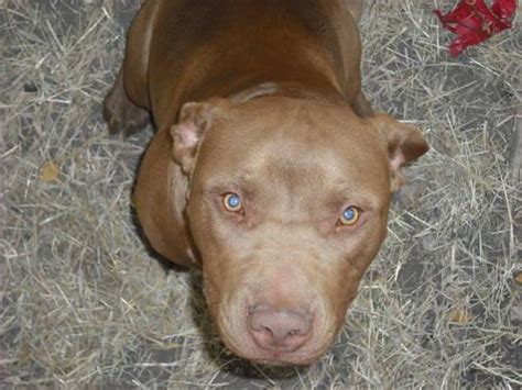 Awesome Red Nose and Fawn Pitbull ( APBT ) for Sale in San Antonio ...