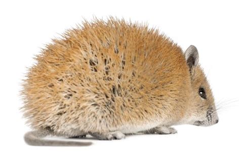 African spiny mouse -- genus Acomys -- small mammals with bare, scaled tails. Their coats are ...