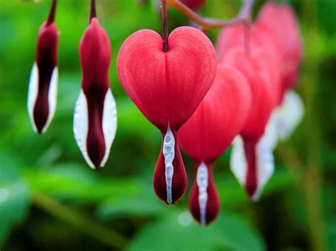 Bleeding Heart Plant: Growing and Care Of Lamprocapnos Spectablis