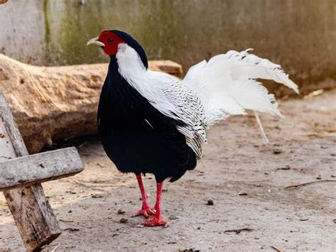 Peacock Chicken Hybrid - Complete Guide 2023 - Northern Nester