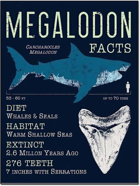 Amazon.com: Vintage Posters Megalodon Wall Decor Room Decor Posters Art Posters Classroom ...