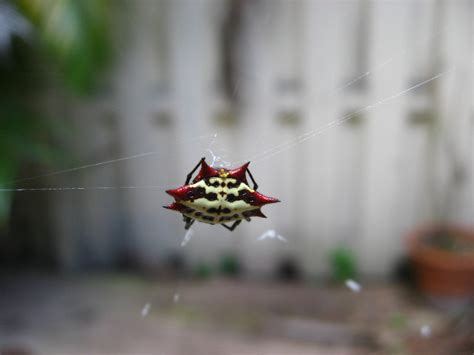 Spiny-Backed-Orb-Weaver-Spider-Boca-Raton-FL-004