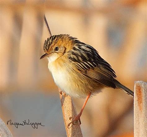 Golden headed cisticola - Alchetron, the free social encyclopedia