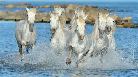 Meet The Camargue Horse, One Of The Oldest Breeds In The World