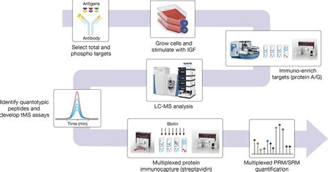 Quantitative Analysis of the AKT/mTOR Pathway Using Multiplex ...