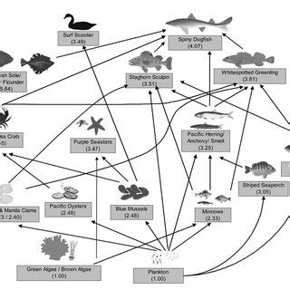 Aquatic Food Web Diagram