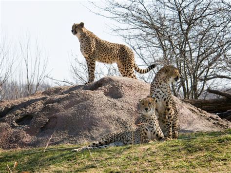 Cheetah Hunting