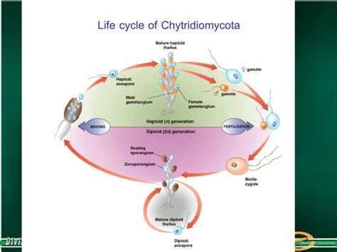 PPT - Division Chytridiomycota PowerPoint Presentation - ID:595671