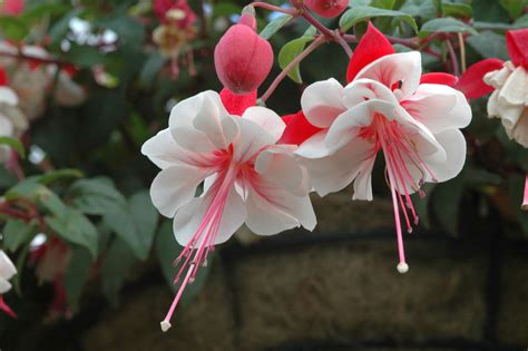 8 Top Varieties of Fuchsia