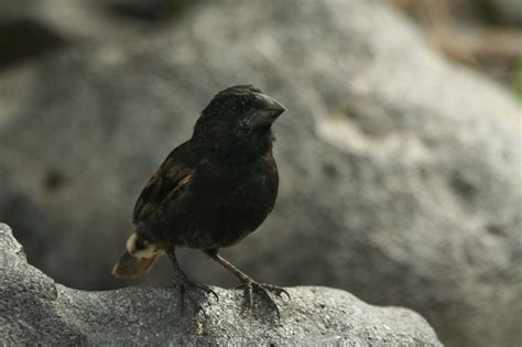 Galapagos Finch Flies to Distant Island, Mates With Birds There, Forms ...