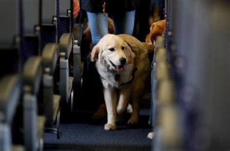 7 Tips To Make Your Dog Calm in an Airplane