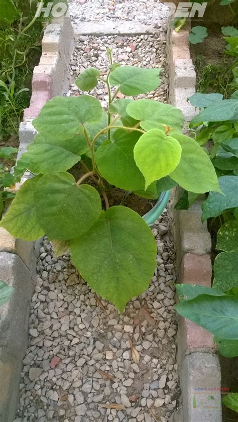 Growing Kiwi from Seeds (propagation forum at permies)