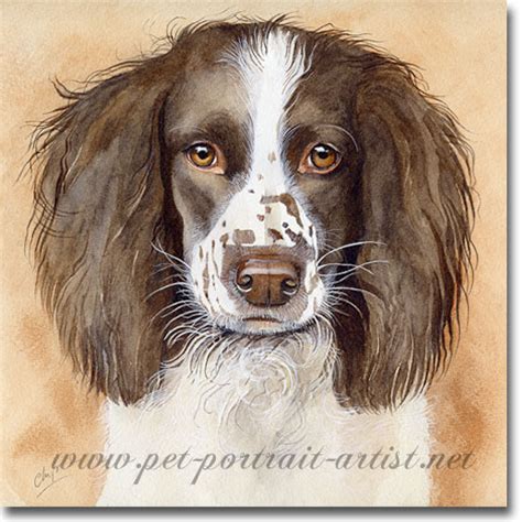 Dog Portraits > Springer Spaniels > Chips > Dog Portrait in Watercolour ...