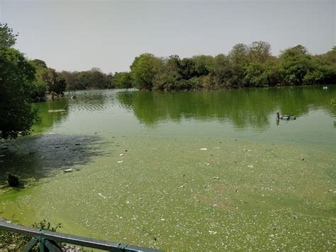 Floating Islands of South Delhi; Hauz Khas Lake Restoration