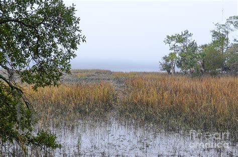 Pluff Mud Aroma Photograph by Dale Powell | Fine Art America