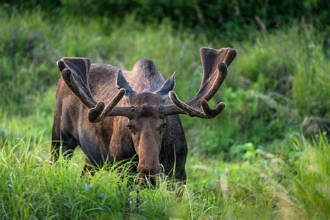 Wildlife in Alaska - All About Alaska's Wildlife | Travel Alaska