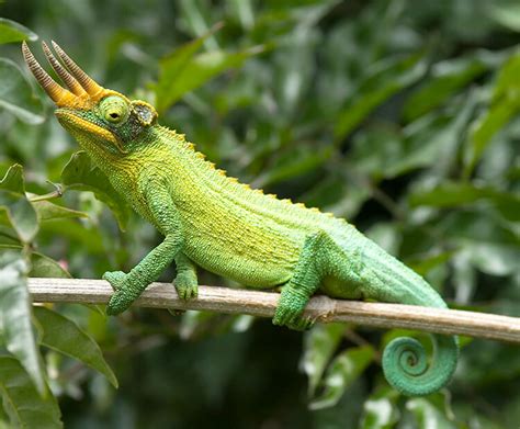 Jackson's chameleon | San Diego Zoo Wildlife Explorers