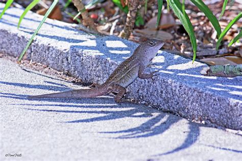 Cuban Brown Anole Lizard by Terri Mills