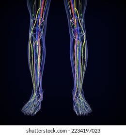 Anatomy Human Blood Vessels Nerves Lymph Stock Illustration 2234197023 ...