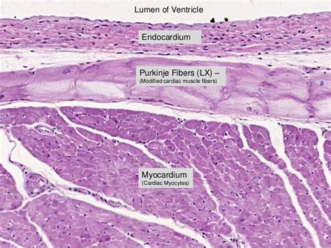 Cardiovascular Histology