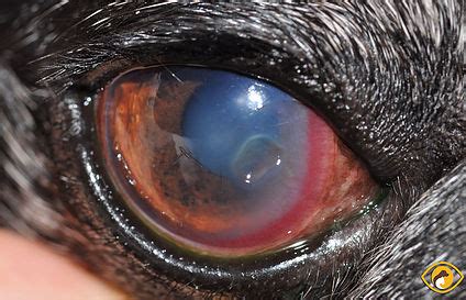 Infected or Stromal Corneal Ulcers | Animal Vision Care & Surgical Center