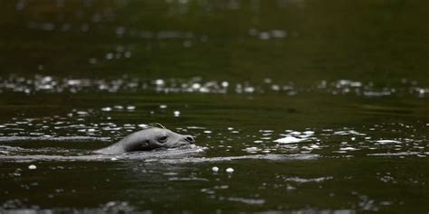 Visit Ketchikan Alaska Wildlife photos from Ketchikan