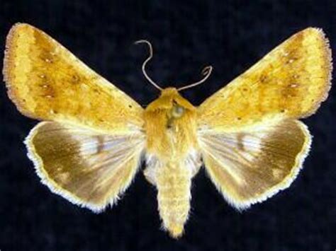 Moth Photographers Group – Helicoverpa zea – 11068