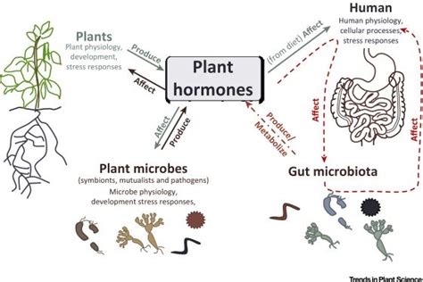 Science Catch-up. Plant Hormones. Skin Photo-Ageing. Hunger Hormones. - The Health Sciences Academy