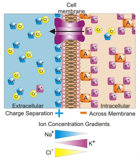 Cell Membrane Potential and Ion Balance | USMLE-Rx