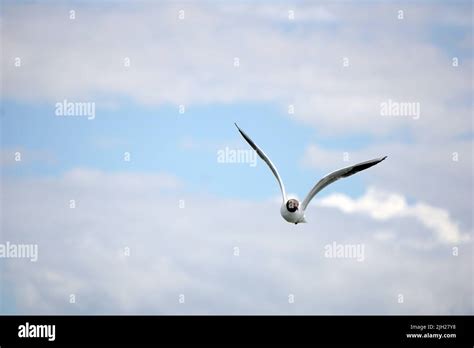 Flying black and white seagull Stock Photo - Alamy