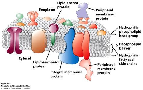 My Scientific Blog - Research and Articles: THE BIOLOGICAL MEMBRANE