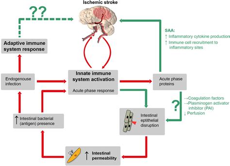 33 Hemorrhagic Stroke Pathophysiology Diagram Wiring - vrogue.co