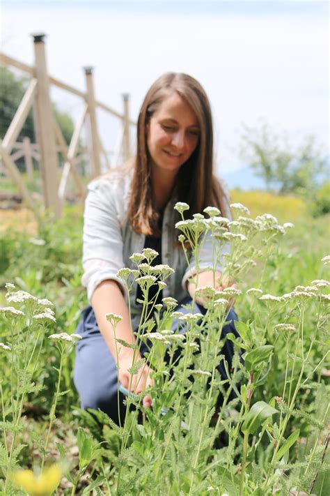 The Many Benefits of Yarrow Plant - Tidbits