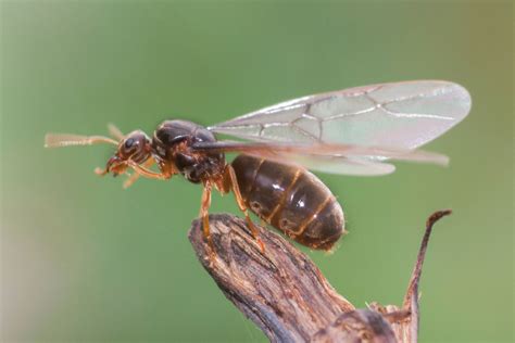 Why Are There Flying Ants In My Home?