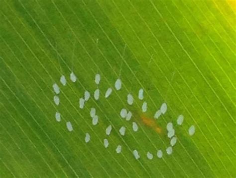 Lacewing eggs - BugGuide.Net