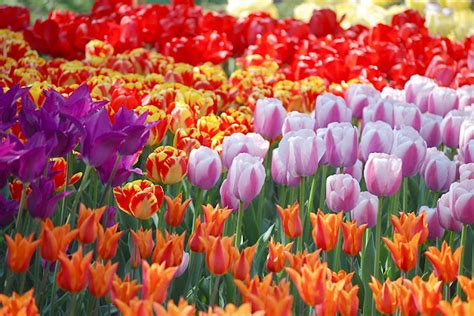 NYC ♥ NYC: Tulips In Bloom At The Brooklyn Botanic Garden's Annual Border