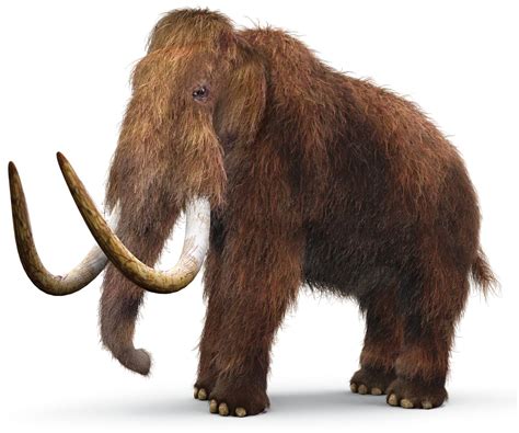 Prehistoric Mammals | Ancient Mammals | DK Find Out