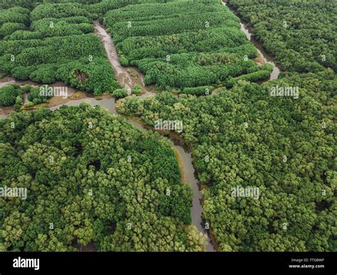 Aerial view of the mangrove forest Stock Photo - Alamy