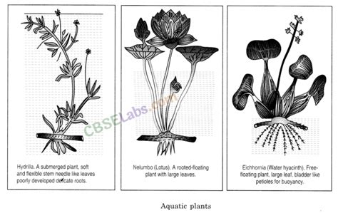 The Living Organisms and Their Surroundings Class 6 Notes Science Chapter 9 - Learn CBSE