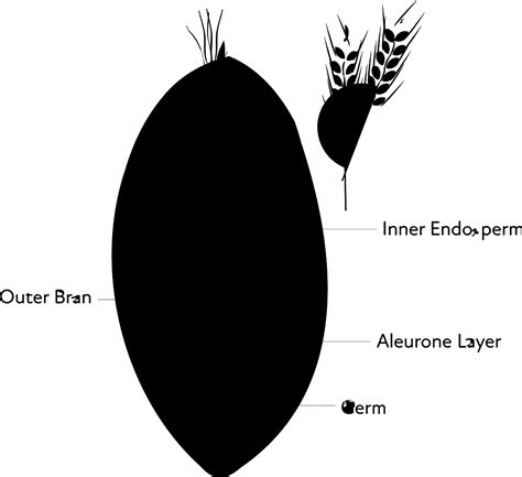 Grain Products Examples