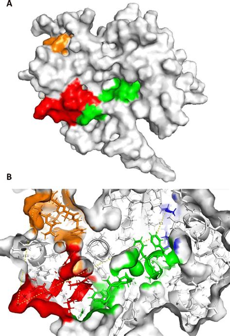 Epitope mapping into 2JW8 structural model. The figure depicts mapping... | Download Scientific ...