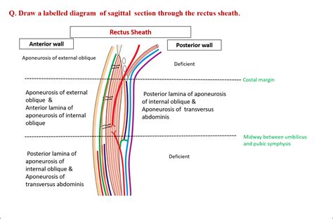 Rectus Sheath - Anatomy QA