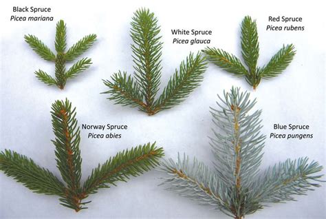 Image result for spruce tree identification | Tree identification, Tree id, White spruce