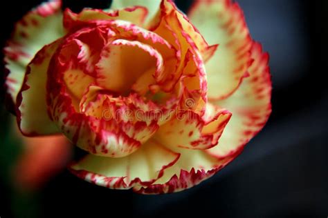 Red and yellow carnation stock photo. Image of bright - 241992920