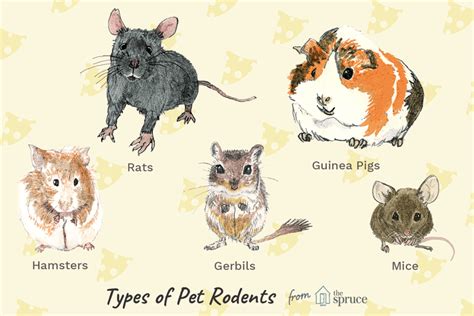 Which Small Rodent is the Right Pet for You? | Pet rodents, Pet mice ...