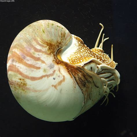 Mollusca - The Diversity of Invertebrate Phylom