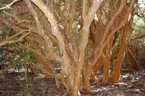 Arrayanes Trees With Orange Trunk At Arrayanes National Park - Villa La ...