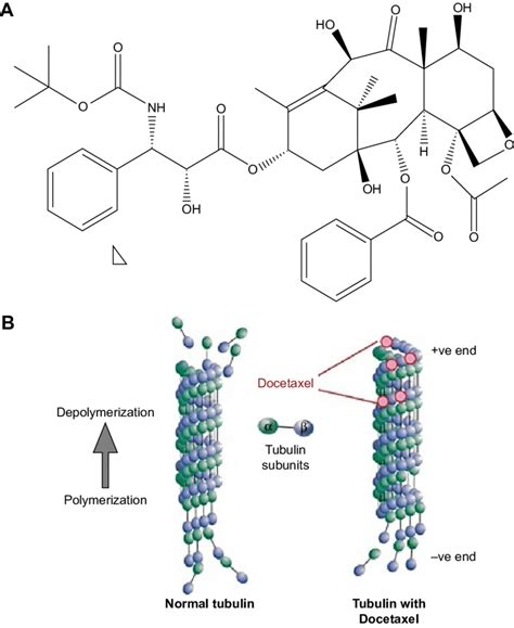 Docetaxel Mechanism Of Action Prostate Cancer - RachelCascarret